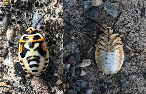 Réf. 295 882 : Eurydema ornata